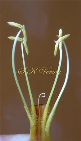  Four Stamens and 1 Staminode